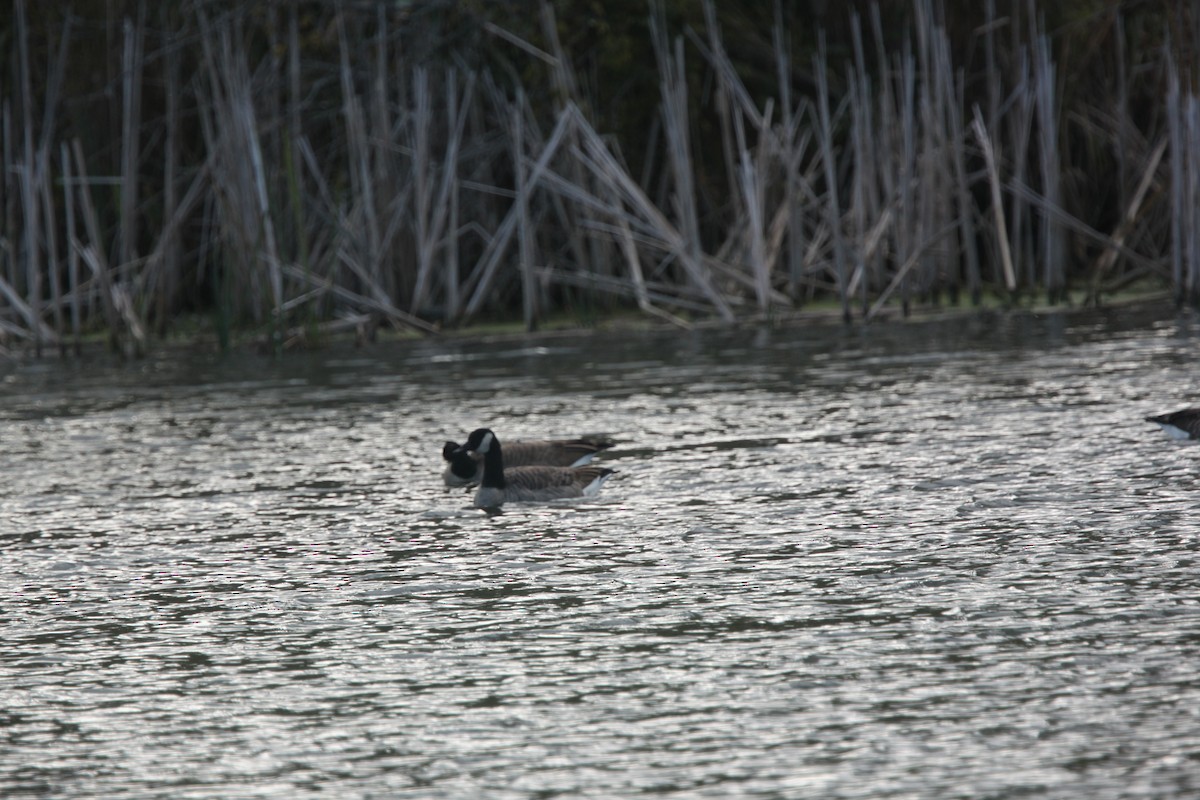 Oca canadese maggiore - ML644062688