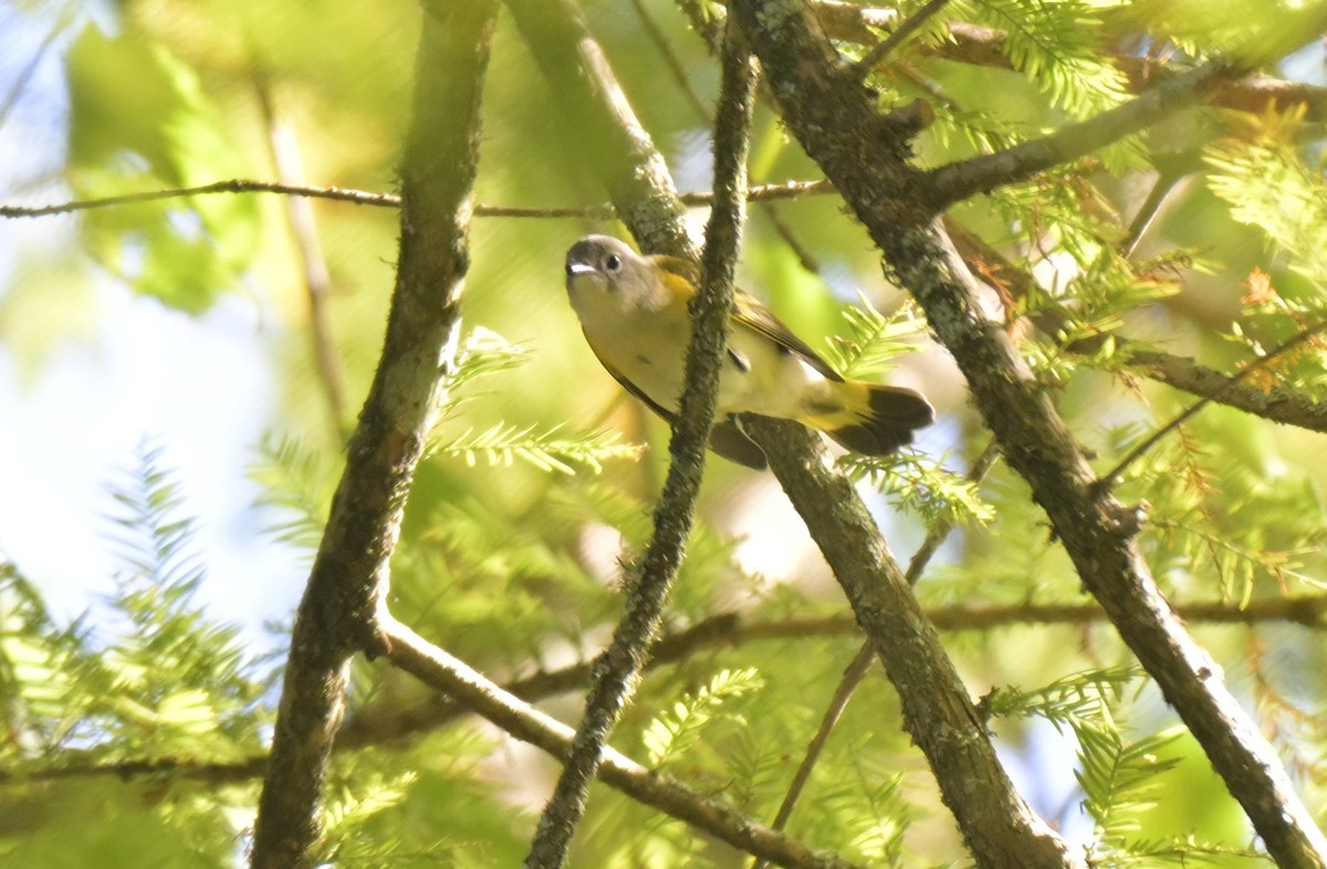 American Redstart - ML644062693