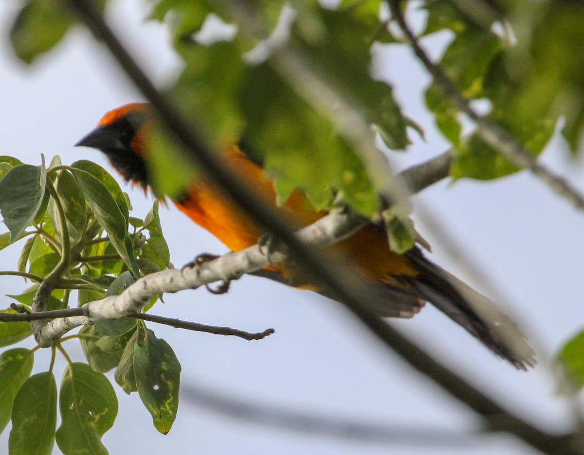 Altamira Oriole - ML644062704
