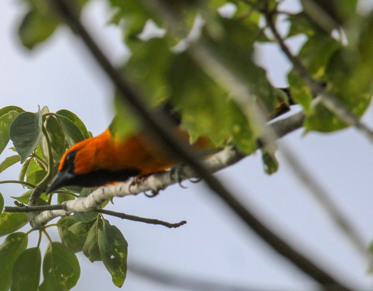 Altamira Oriole - ML644062705