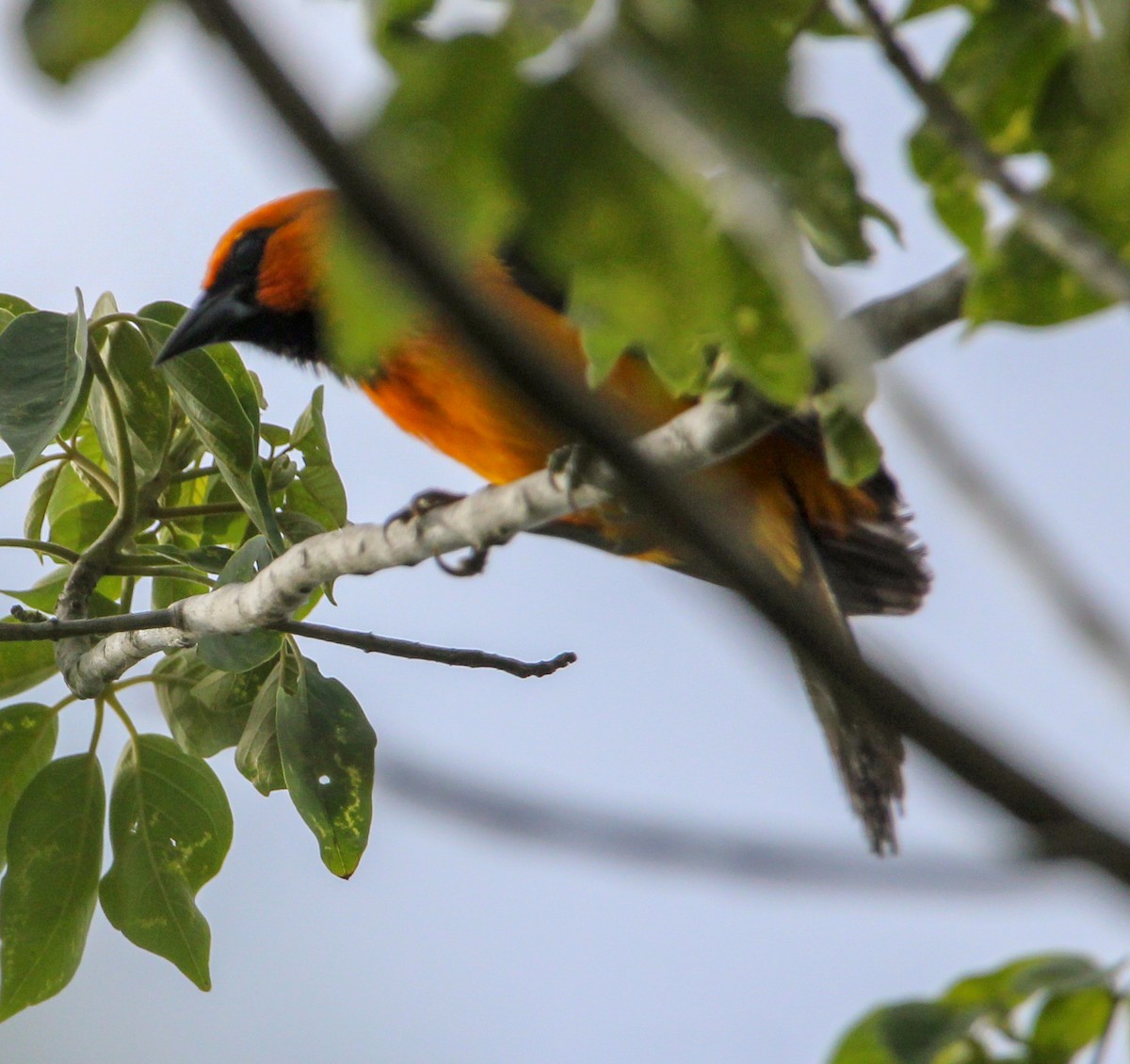 Altamira Oriole - ML644062706