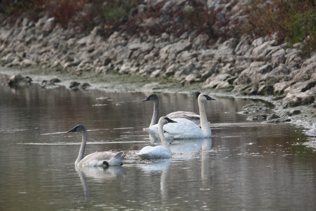Trumpeter Swan - ML644062710