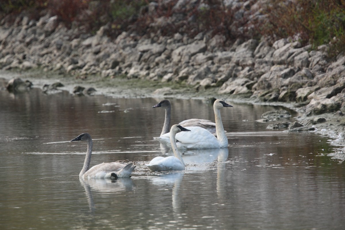 Trumpeter Swan - ML644062711