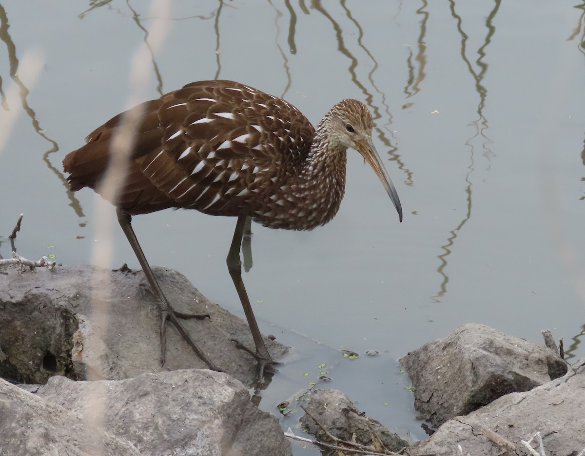 Limpkin - ML644062721