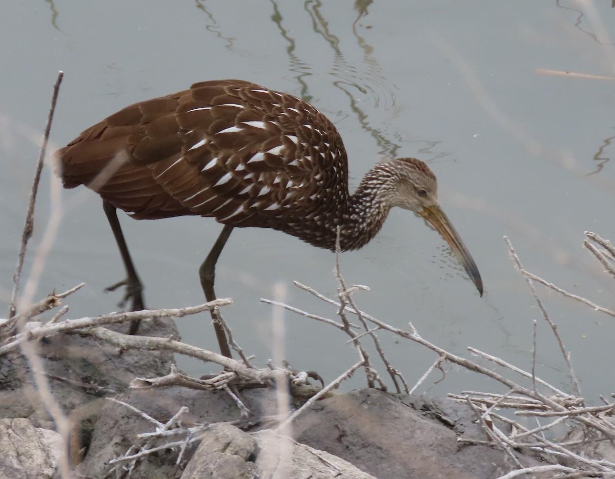 Limpkin - ML644062722