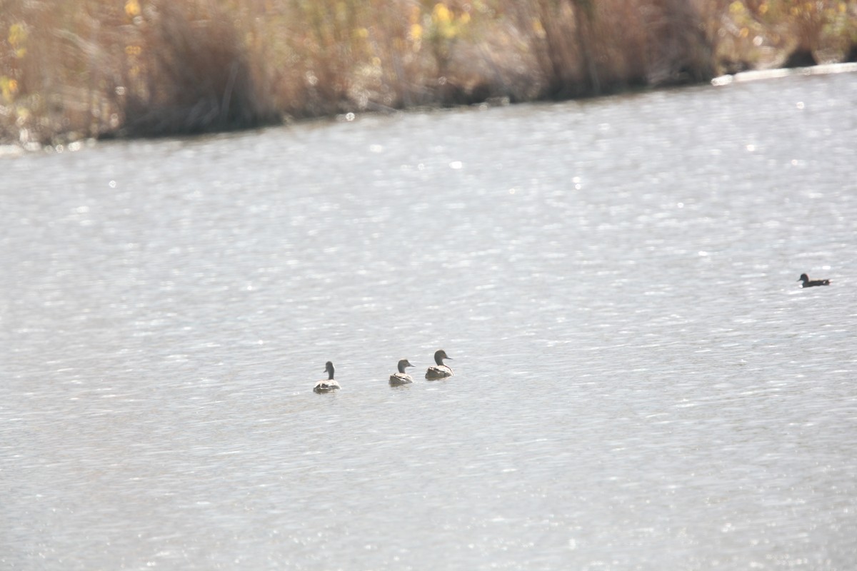 Canapiglia - ML644062730