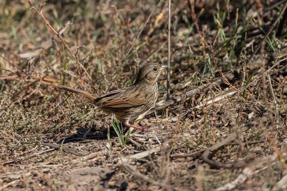 Lincoln's Sparrow - ML644062733