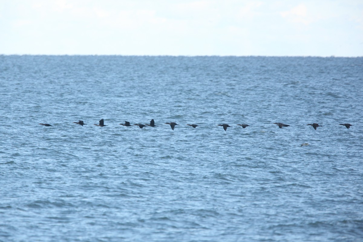 Double-crested Cormorant - ML644062746