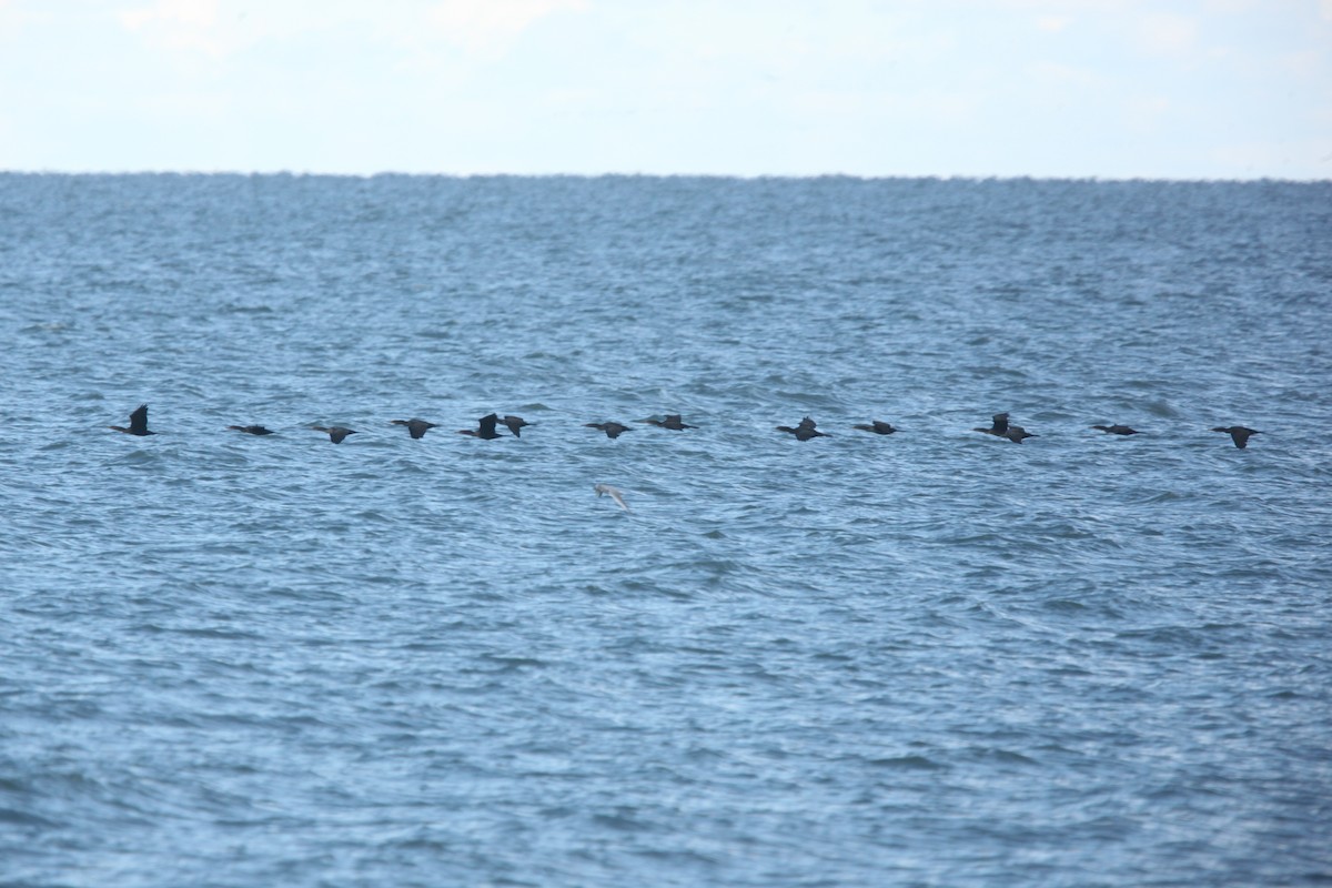 Double-crested Cormorant - ML644062747