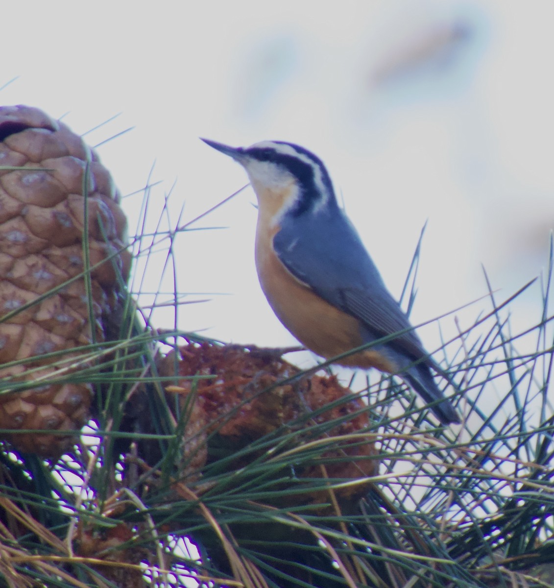 Red-breasted Nuthatch - ML644062752