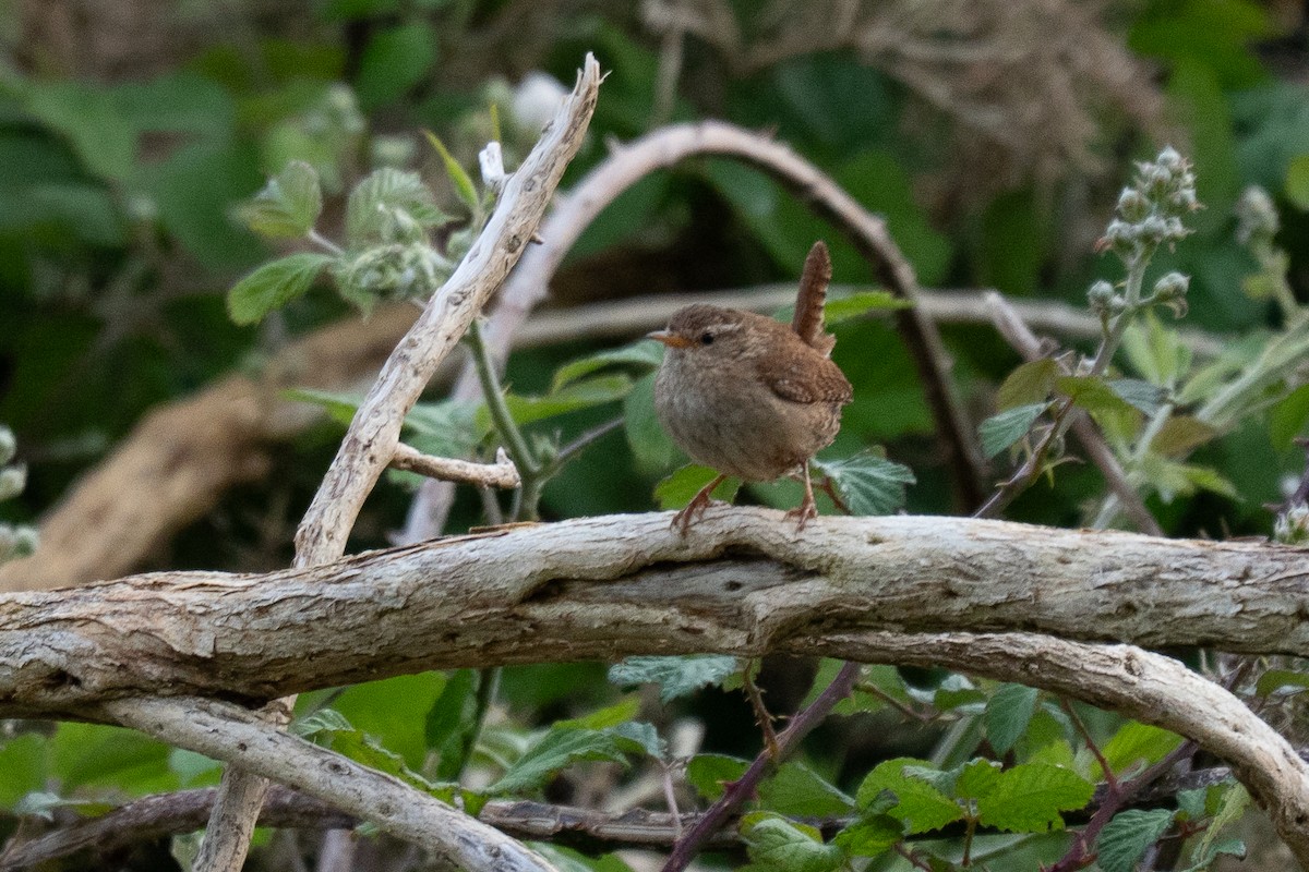 Eurasian Wren - ML644062753