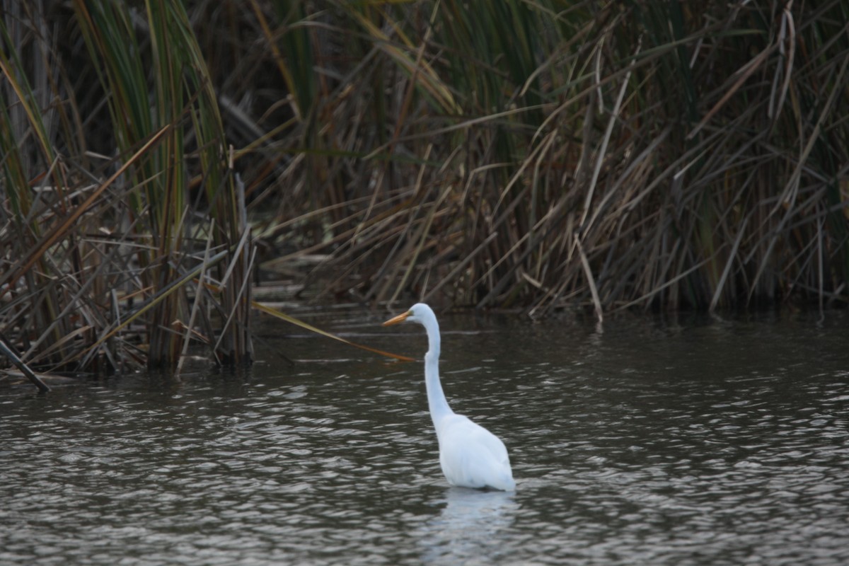 Airone bianco maggiore - ML644062761