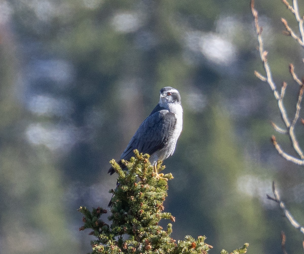 American Goshawk - ML644062773