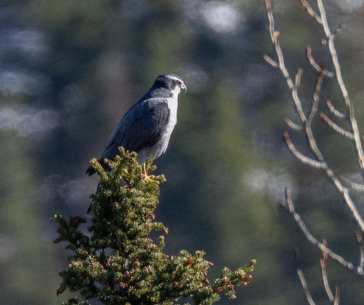 American Goshawk - ML644062774