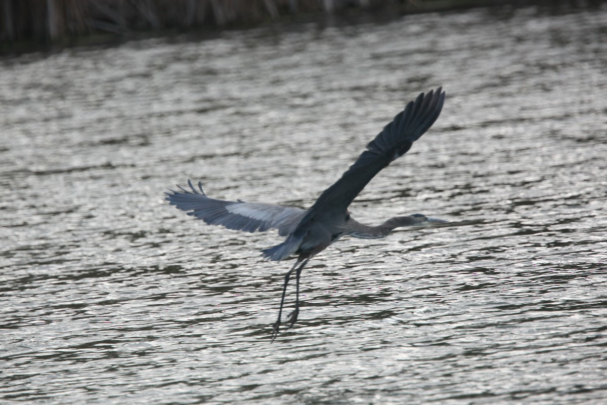 Great Blue Heron - ML644062782