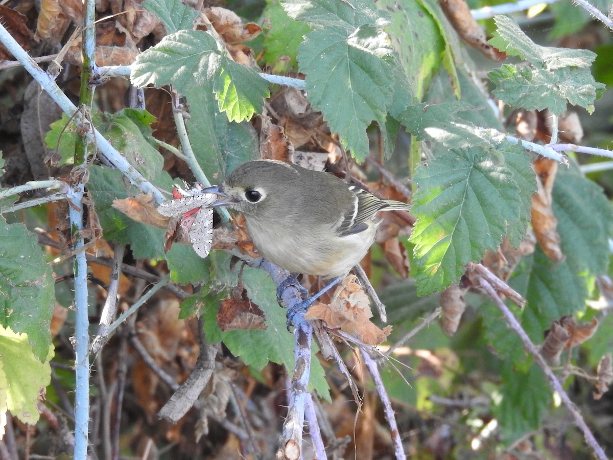 Hutton's Vireo - ML644062792