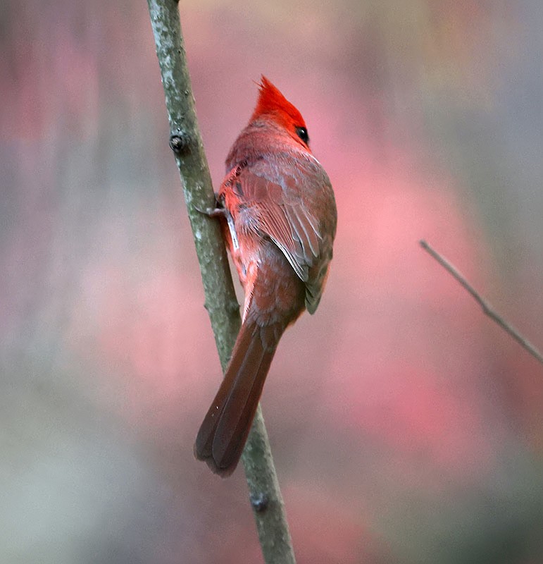 Northern Cardinal - ML644062797