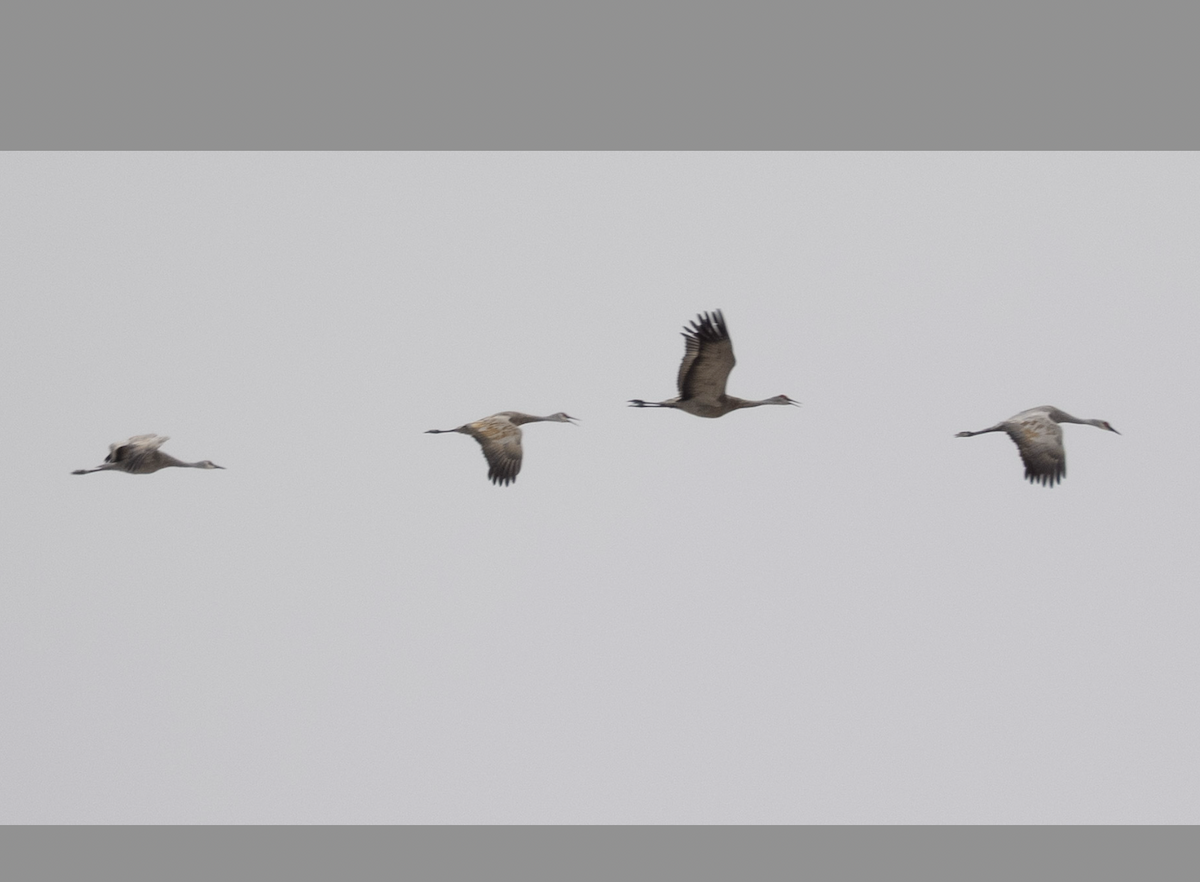 Sandhill Crane - ML644062804