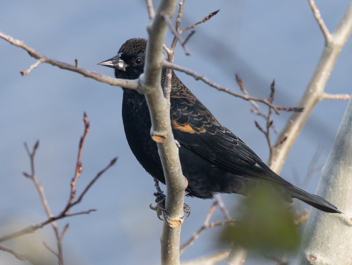 Red-winged Blackbird - ML644062806