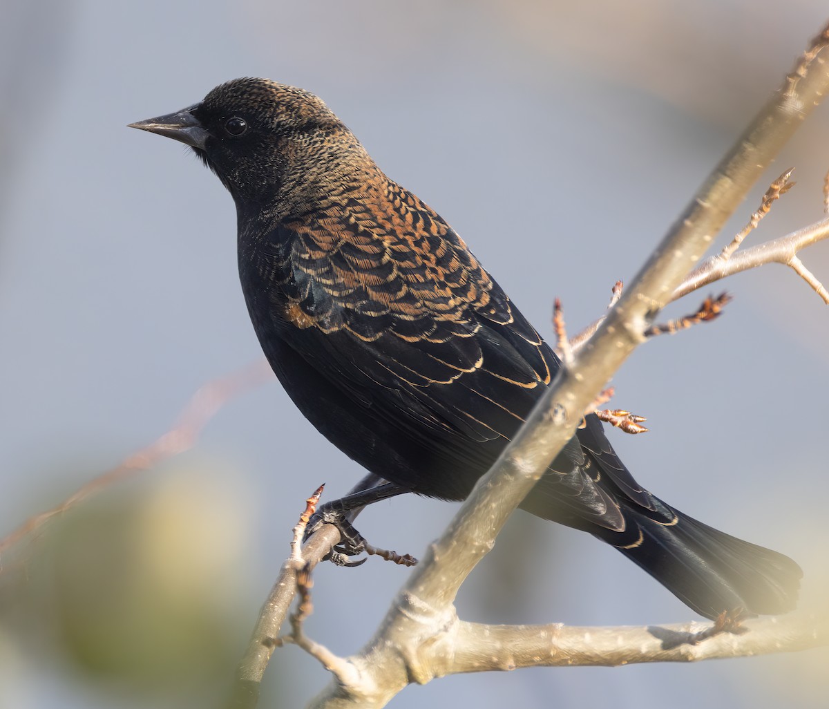 Red-winged Blackbird - ML644062807