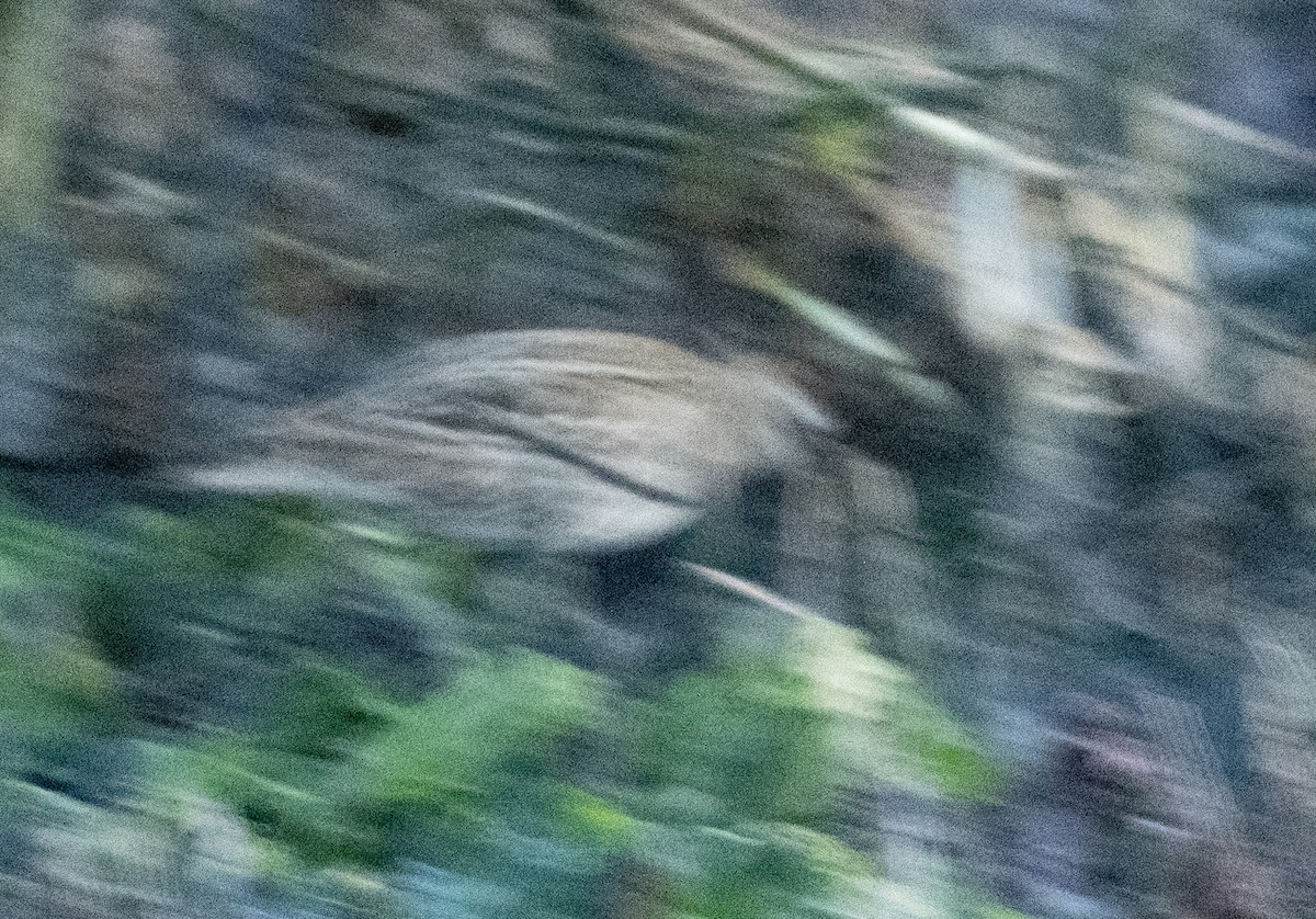 spisshalesnipe - ML644062812