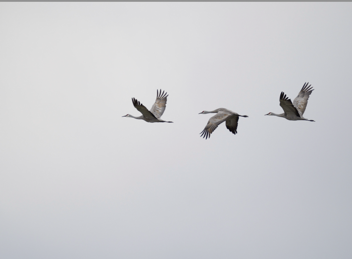 Sandhill Crane - ML644062830