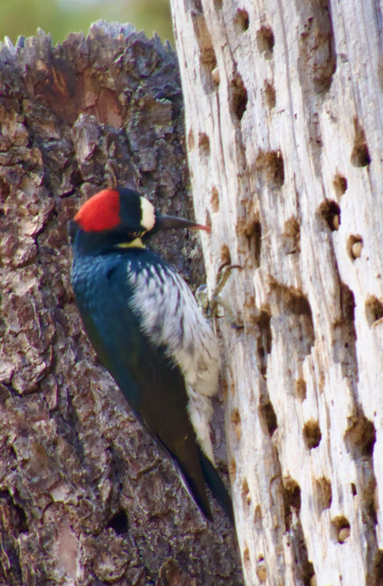 Acorn Woodpecker - ML644062835