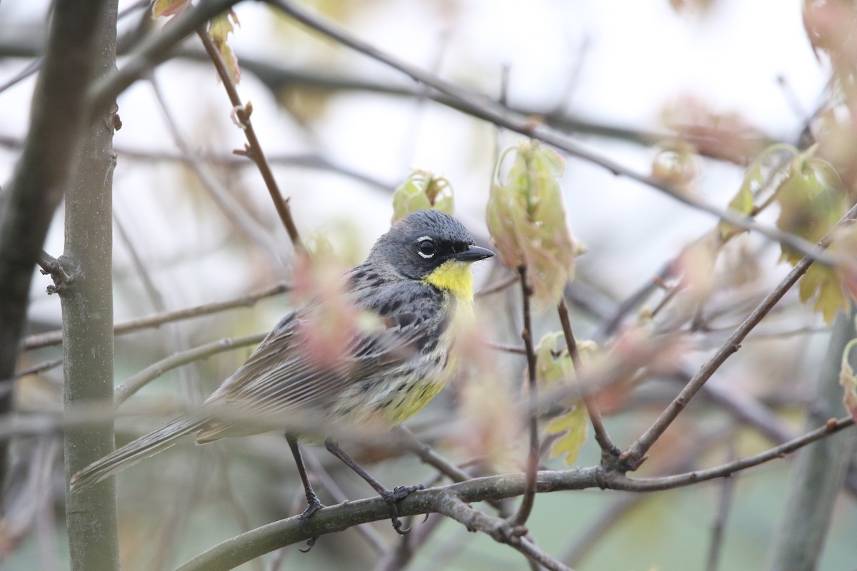 Kirtland Ötleğeni - ML644062837