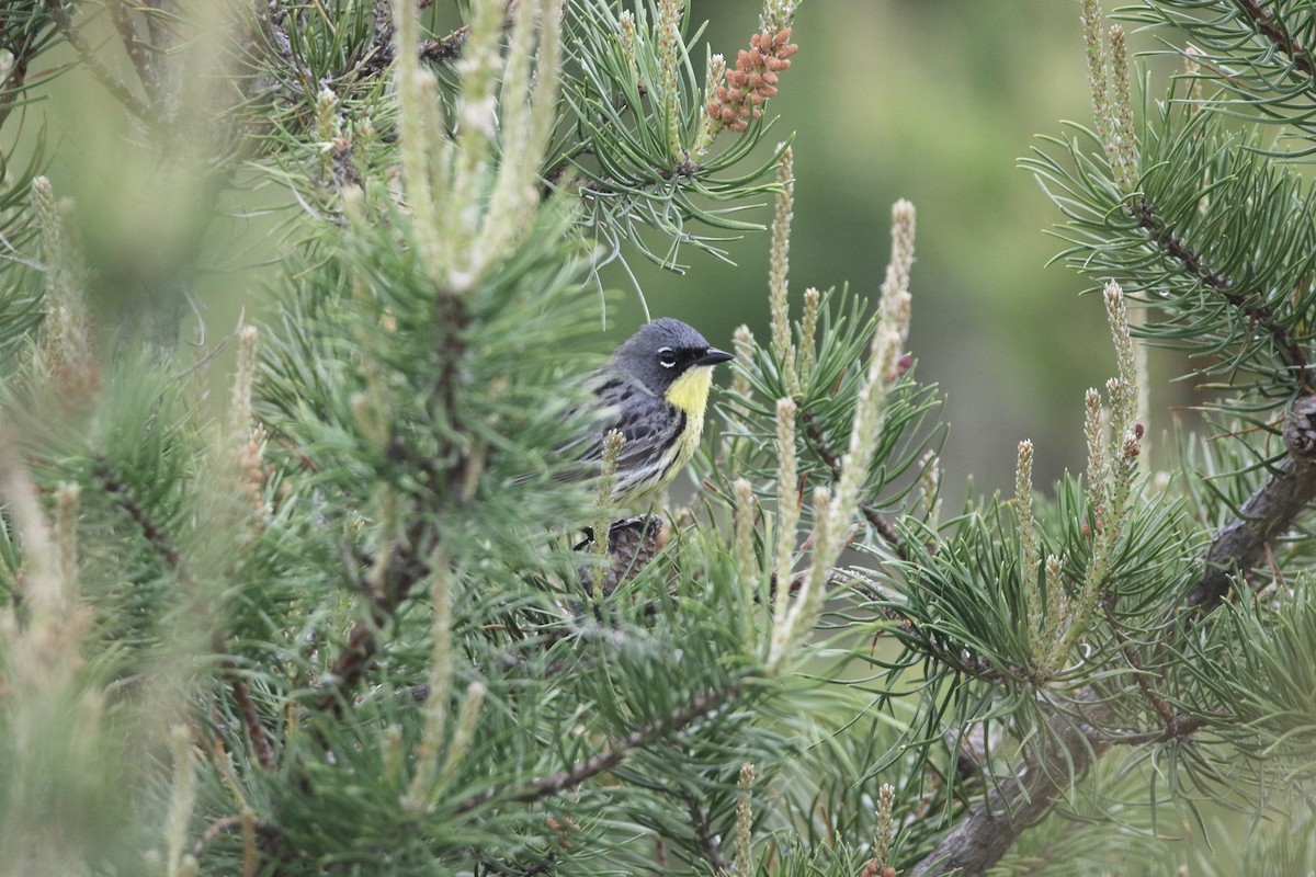 Kirtland Ötleğeni - ML644062838