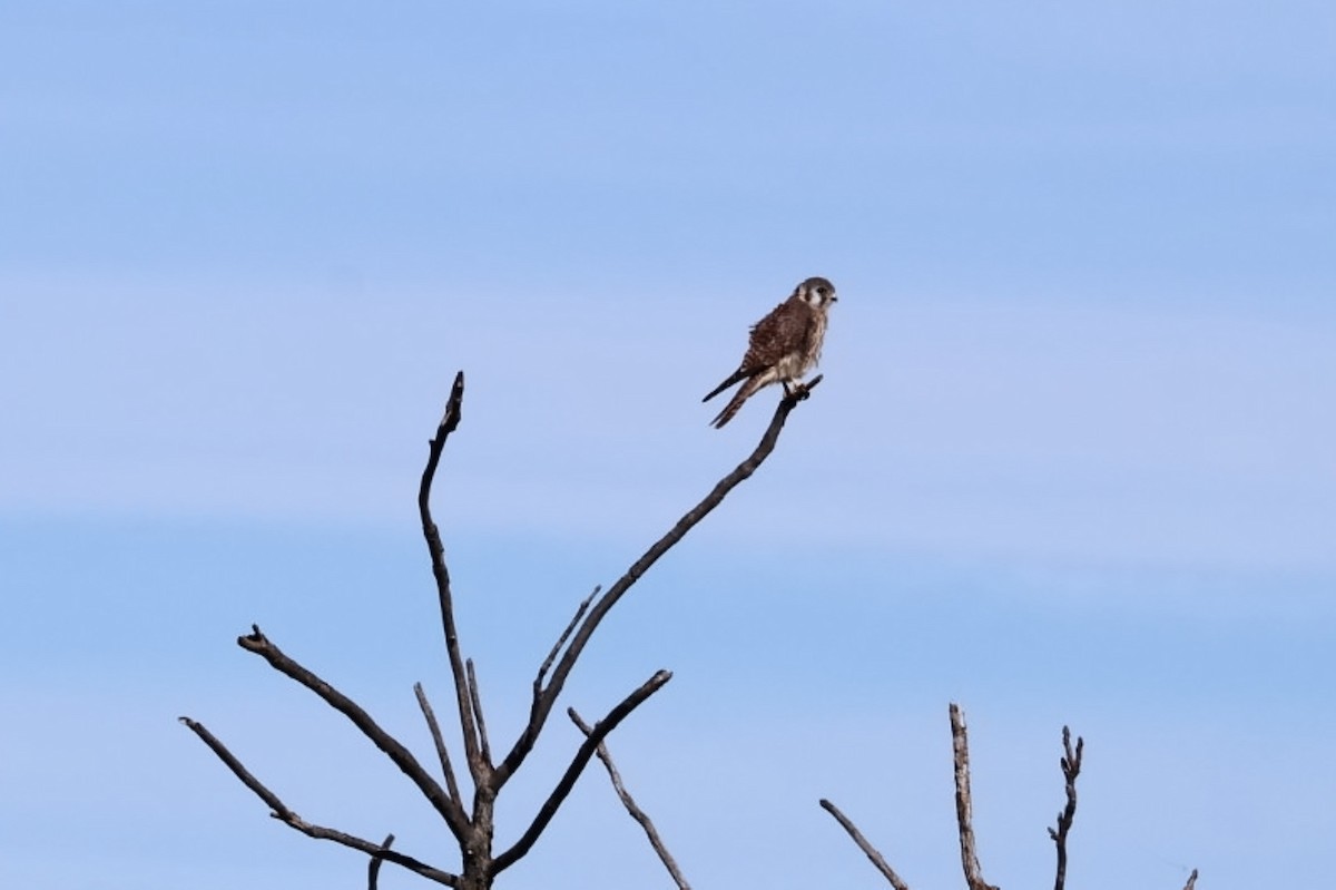 poštolka pestrá - ML644062841