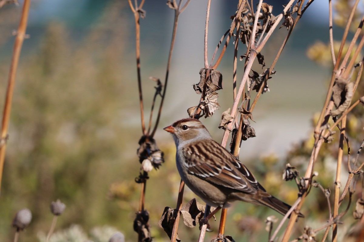 strnadec bělopásý - ML644062846