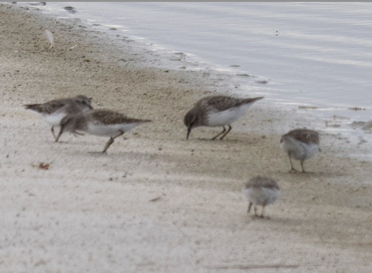 Least Sandpiper - ML644062850