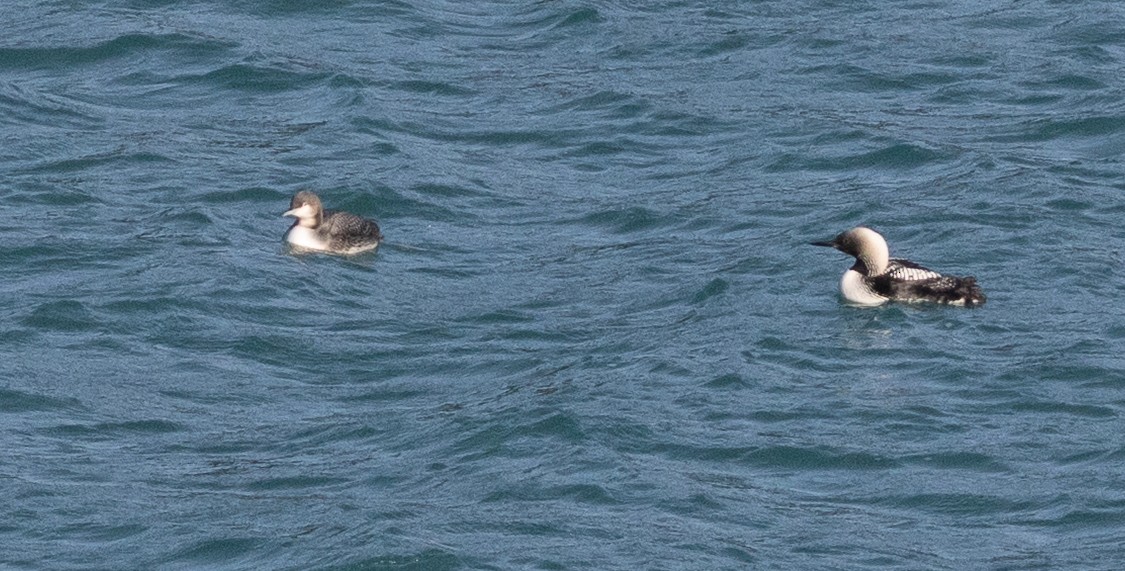 Pacific Loon - ML644062882