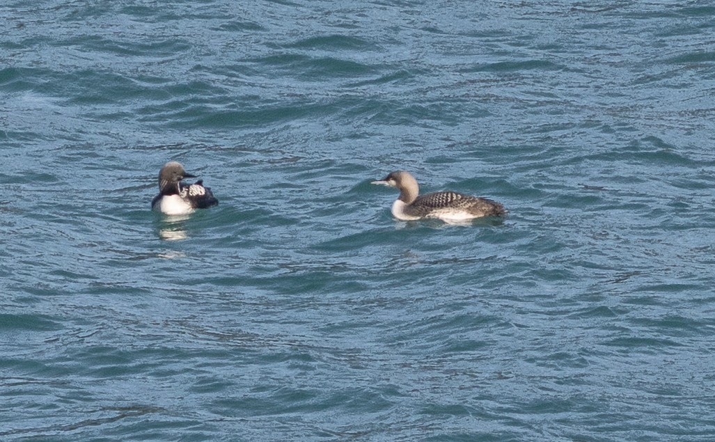 Pacific Loon - ML644062883