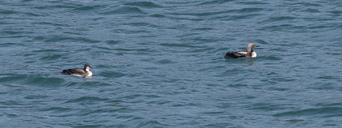 Pacific Loon - ML644062884