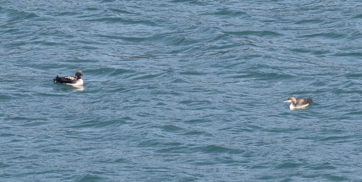 Pacific Loon - ML644062886