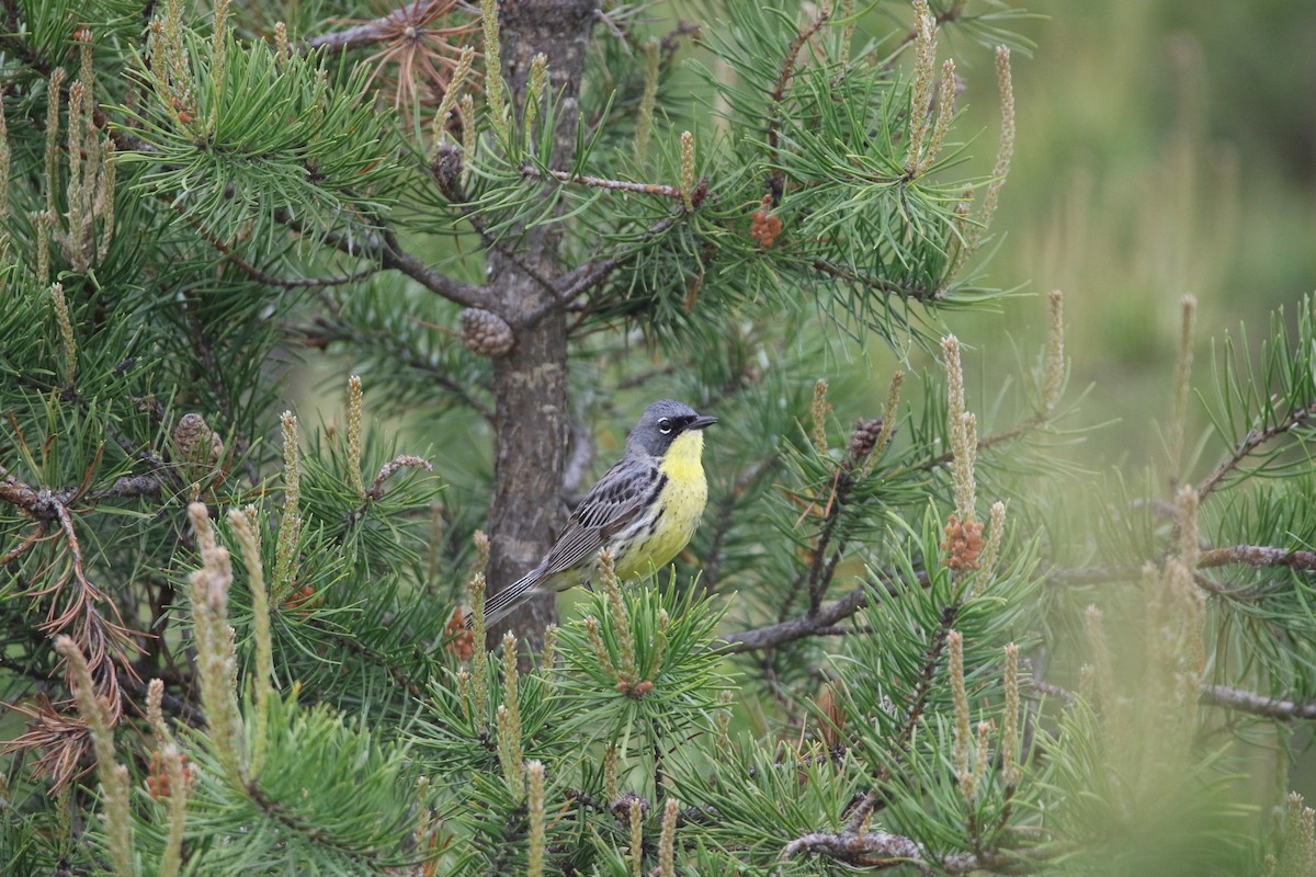 Kirtland Ötleğeni - ML644062890