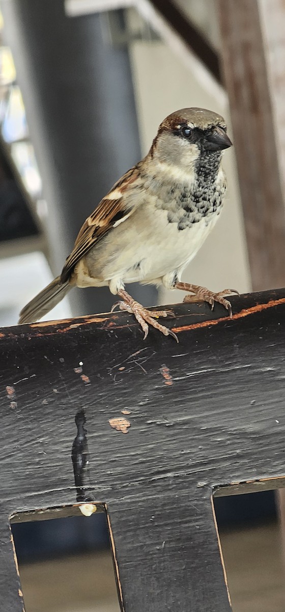 House Sparrow - ML644062895