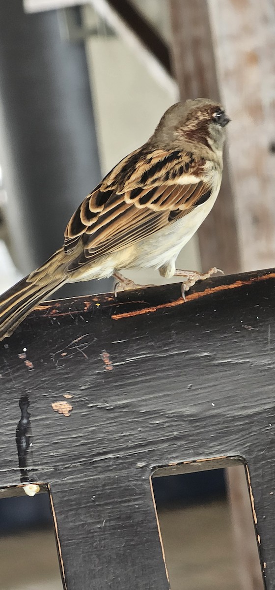 House Sparrow - ML644062896