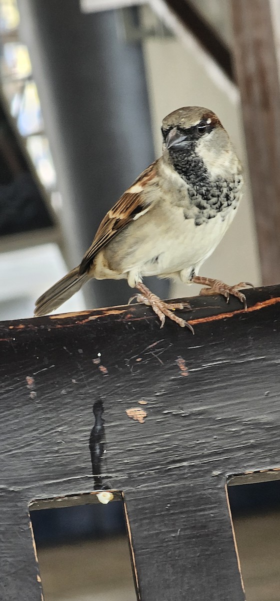 House Sparrow - ML644062897