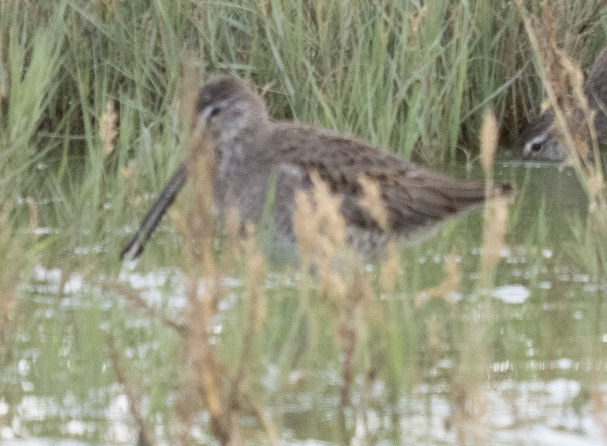 Long-billed Dowitcher - ML644062898