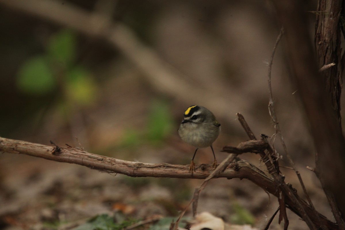 Golden-crowned Kinglet - ML644062900