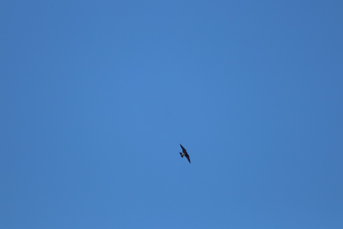 Gray-breasted Martin - ML644062901