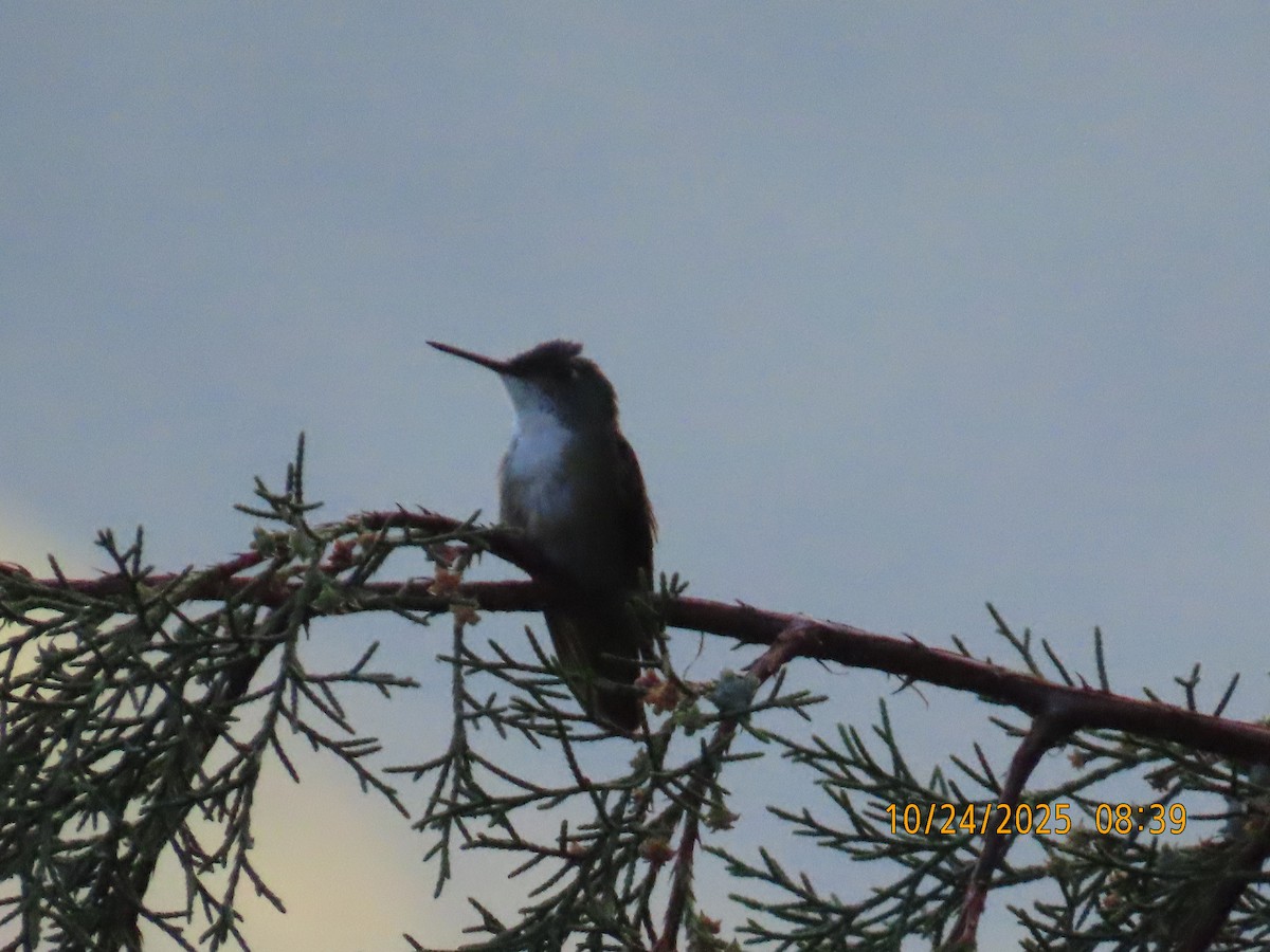Azure-crowned Hummingbird - ML644062905
