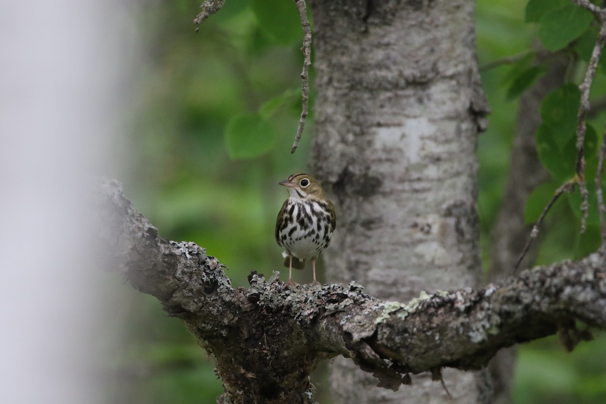 Fırıncı Ötleğen - ML644062918