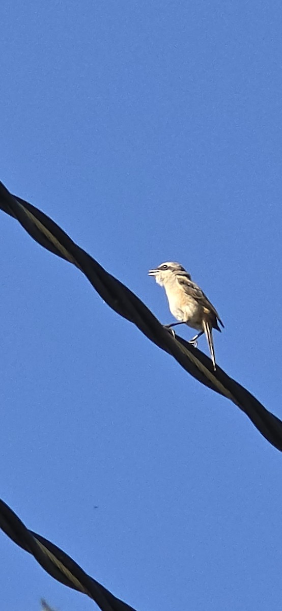 Brown Shrike - ML644062928