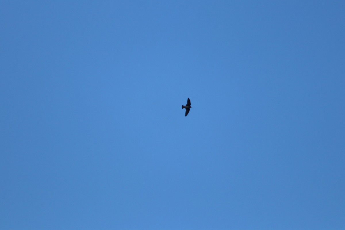 Gray-breasted Martin - ML644062931