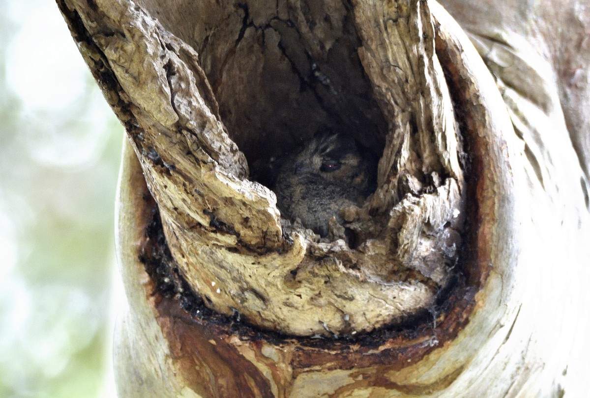 Australian Owlet-nightjar - ML644062932