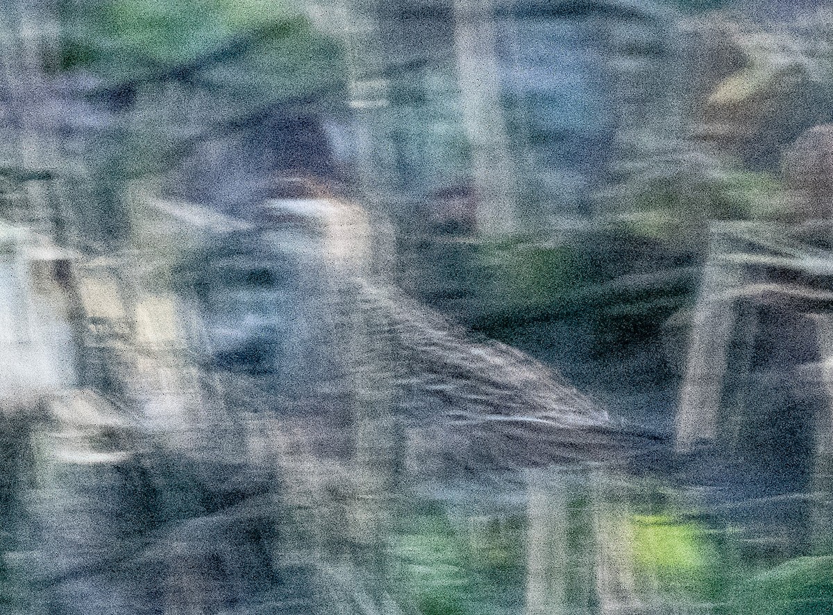 spisshalesnipe - ML644062936