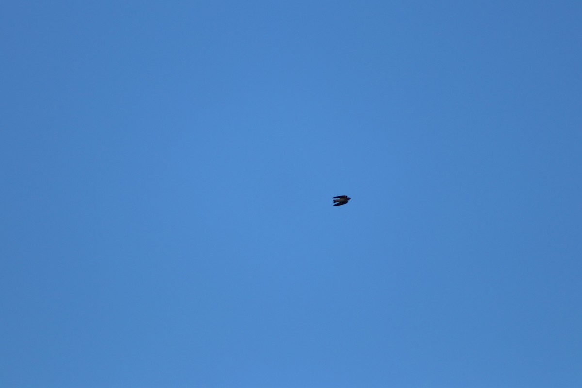 Gray-breasted Martin - ML644062943